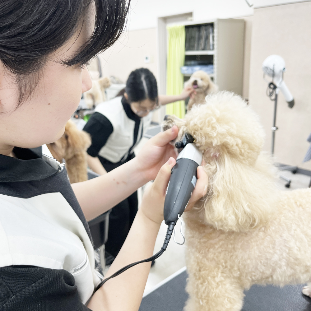 ２年生はお客様の愛犬をトリミング♪①